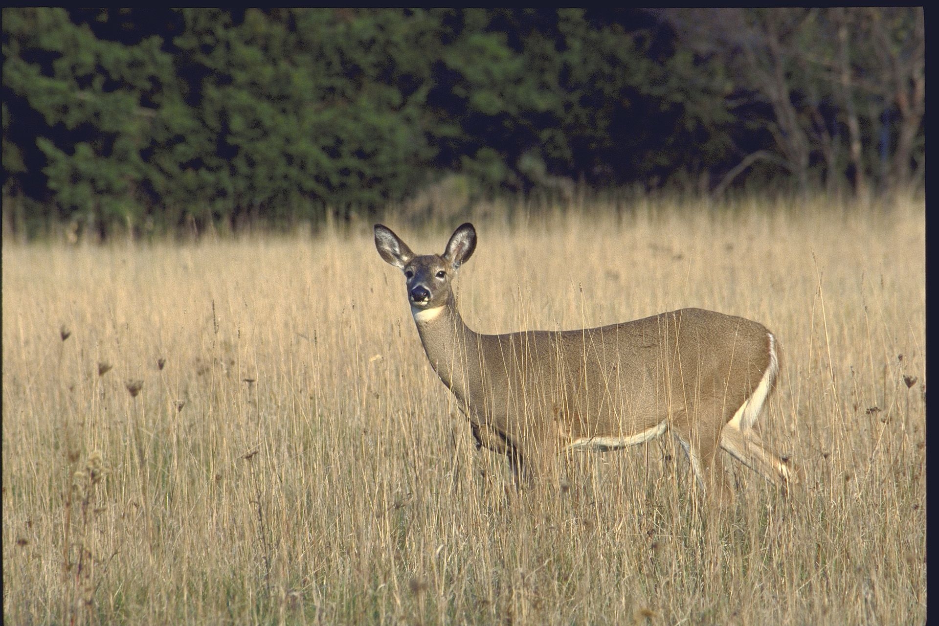 White tail deer in a field.