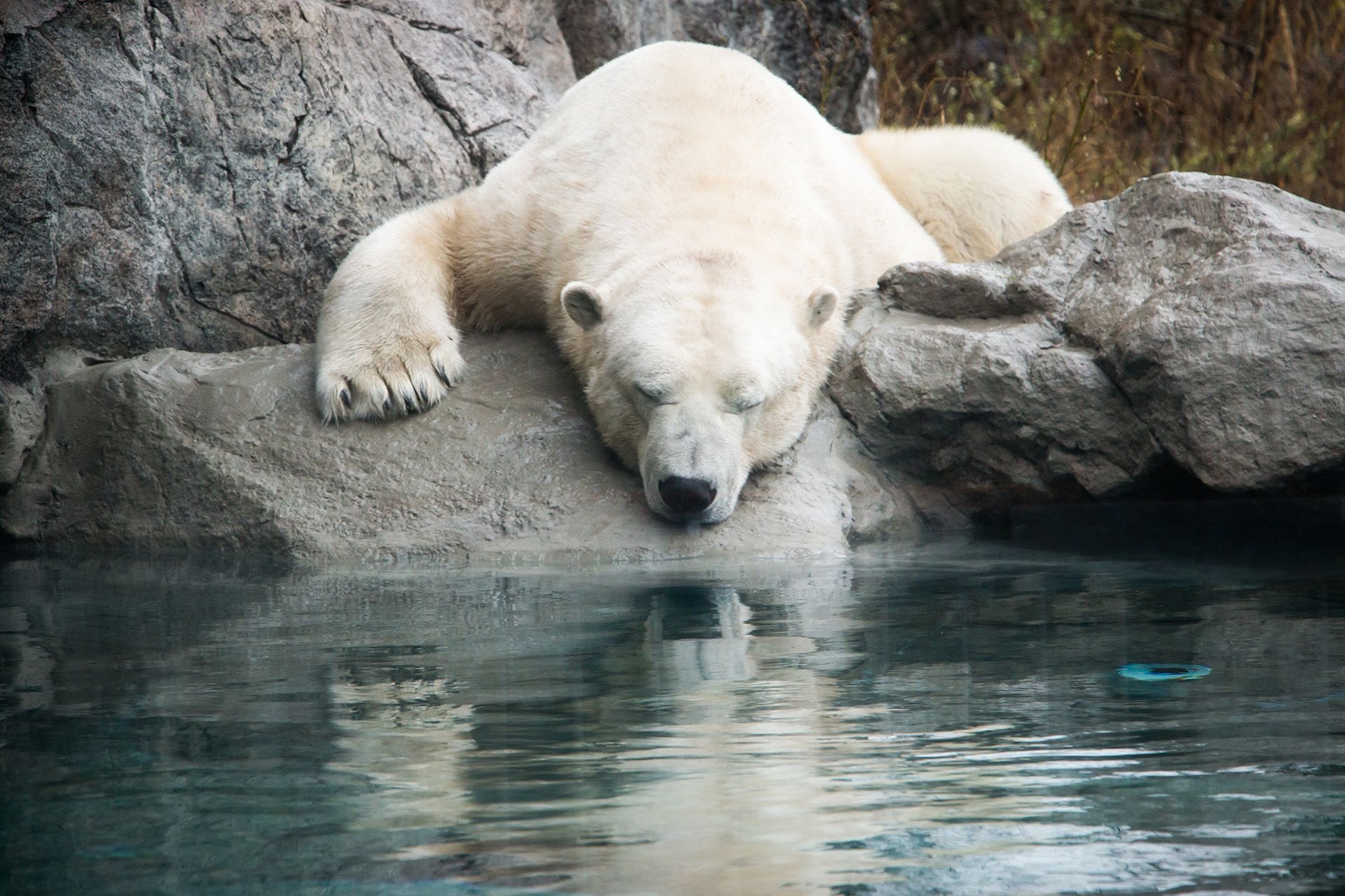 Ganuk, l'ours polaire, se repose sur un rocher près de son bassin, à l'habitat de l'ours polaire de Cochrane.