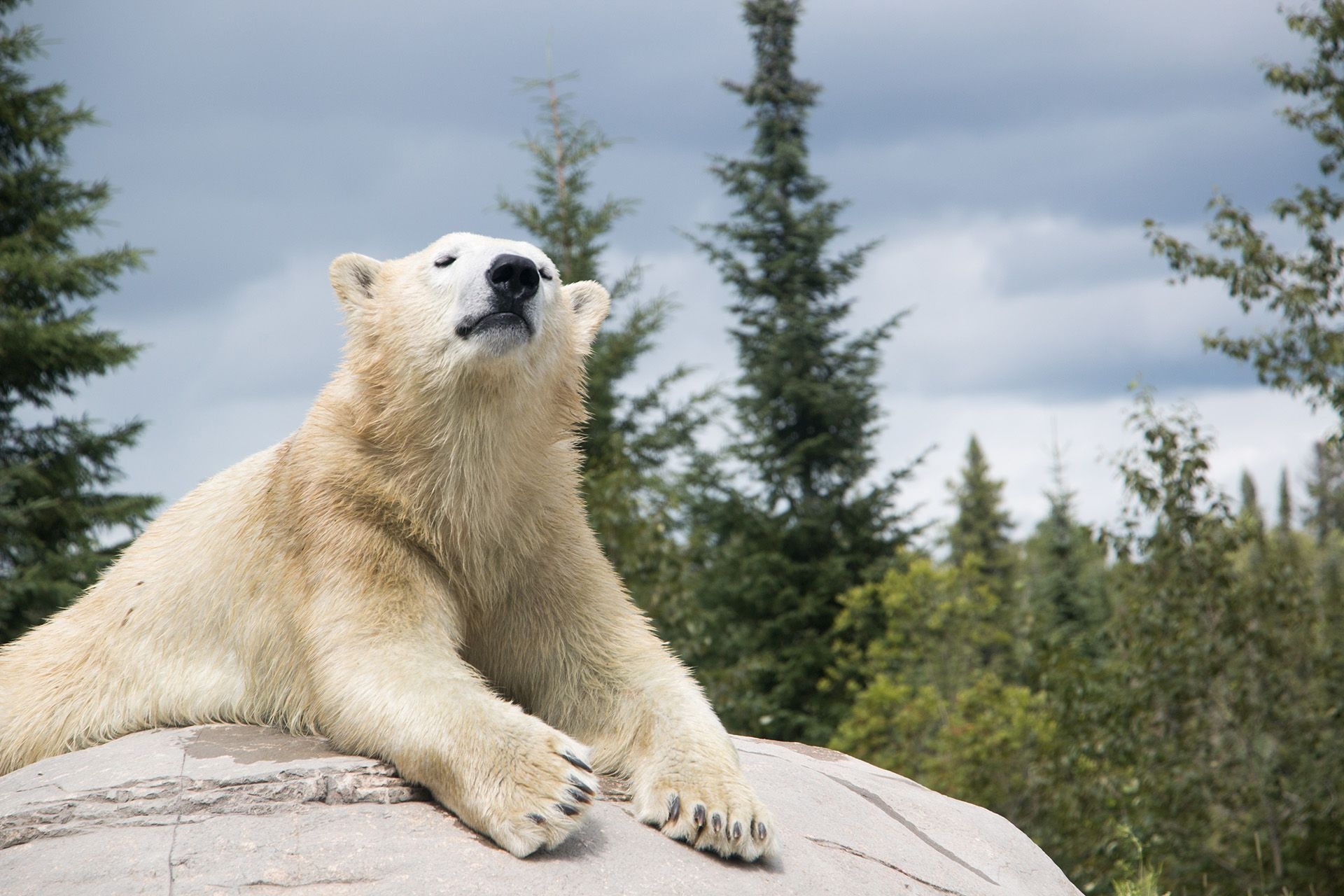 L'our polaire Henry prend un bain de soleil sur un rocher, à l'Habitat de l'ours polaire de Cochrane.