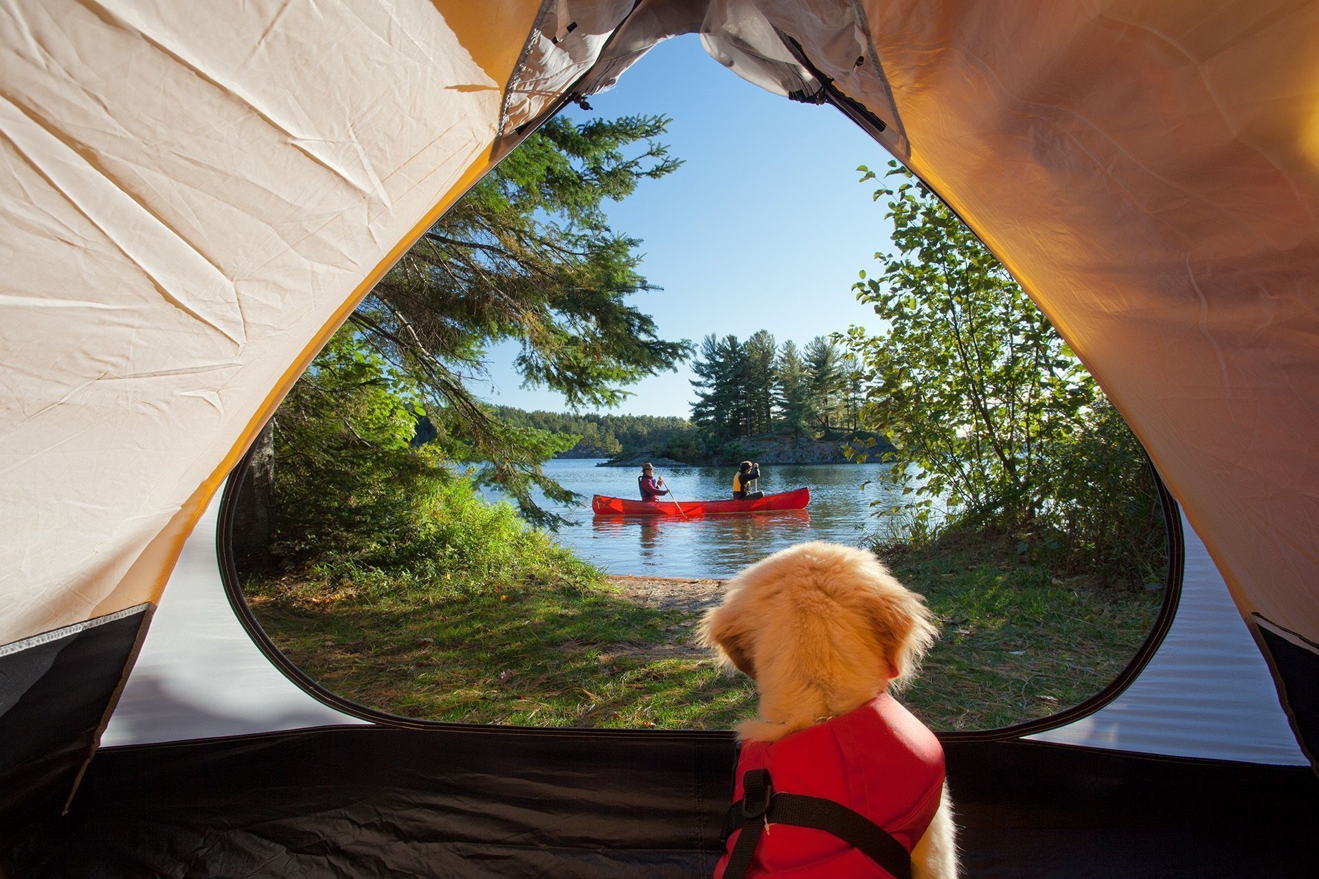 Un chiot portant un gilet de sauvetage observe deux personnes dans un canot rouge. Il est assis dans une tente, au parc provincial Killarney.