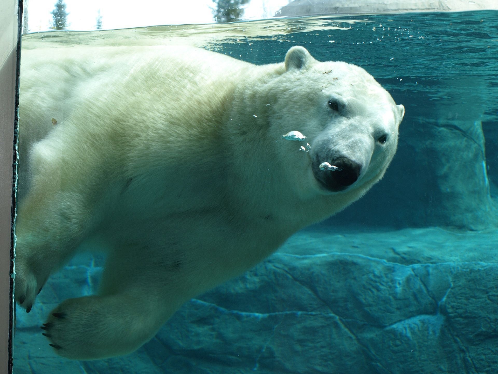 Un ours polaire se baigne, dans le bassin vitré de l'Habitat de l'ours polaire.