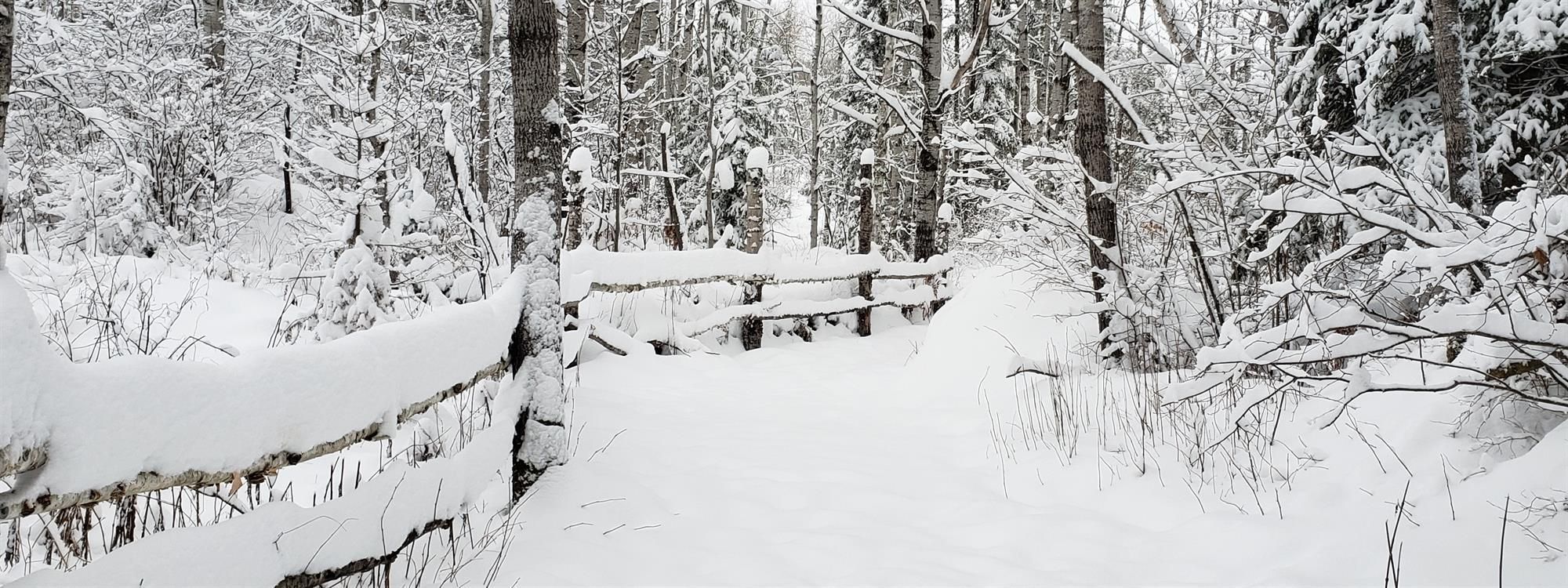 A winter scene in Coleman Township.